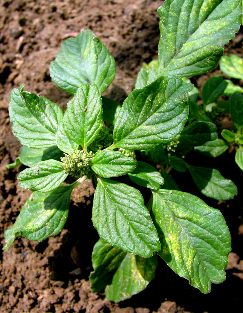 Изображение особи Amaranthus blitum.