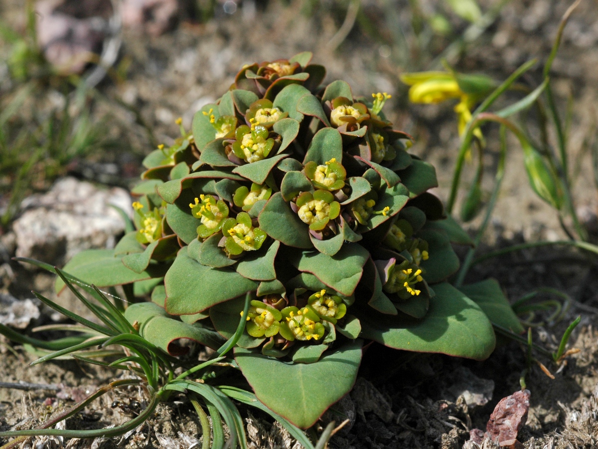 Изображение особи Euphorbia rapulum.