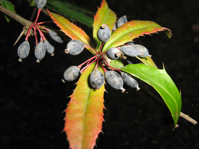 Image of Berberis pruinosa specimen.