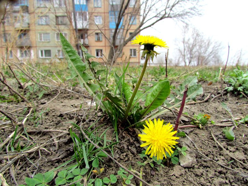 Изображение особи Taraxacum officinale.