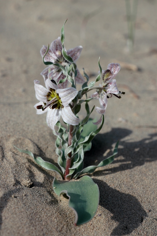 Image of Rhinopetalum karelinii specimen.