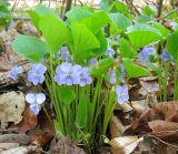 Viola mirabilis. Цветущее растение. Татарстан, г. Бавлы, лес. 29.04.2012.