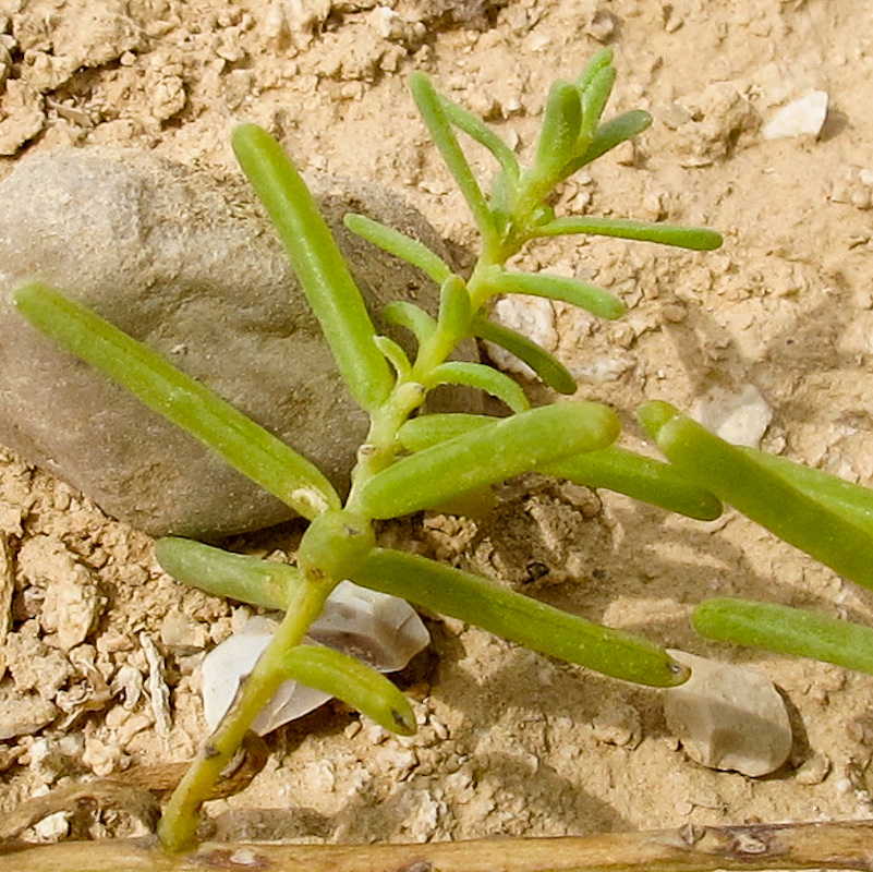 Image of Suaeda monoica specimen.