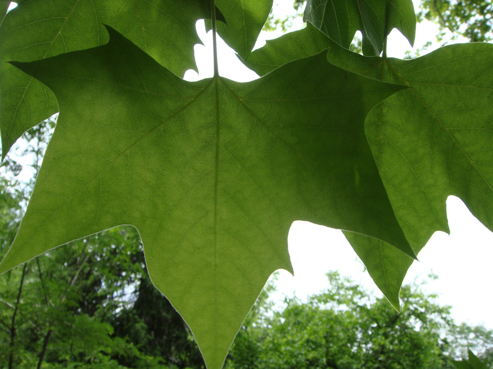 Изображение особи Platanus occidentalis.