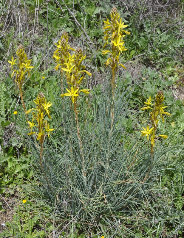 Изображение особи Asphodeline lutea.