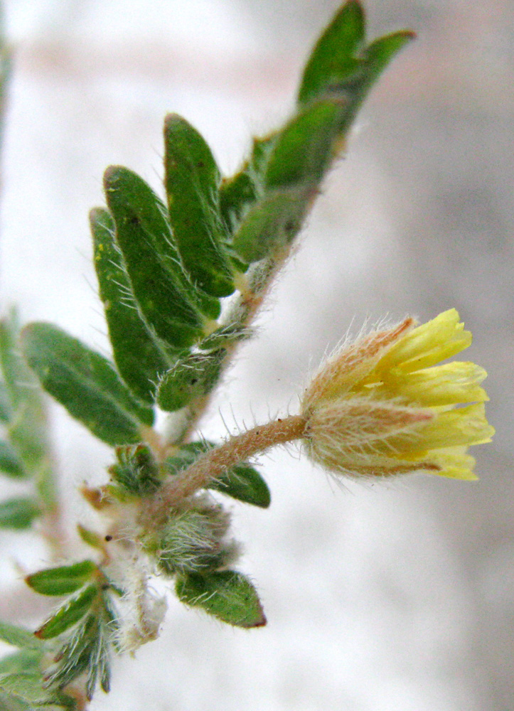 Image of Tribulus terrestris specimen.