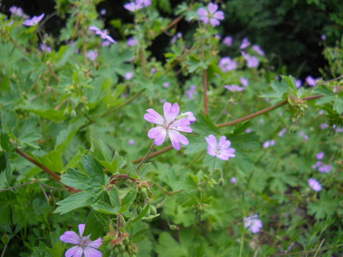 Image of Geranium pyrenaicum specimen.