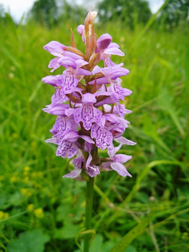 Image of Dactylorhiza baltica specimen.