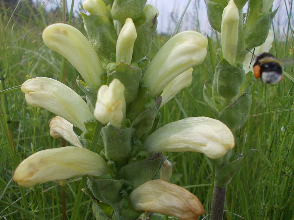 Image of Pedicularis sceptrum-carolinum specimen.