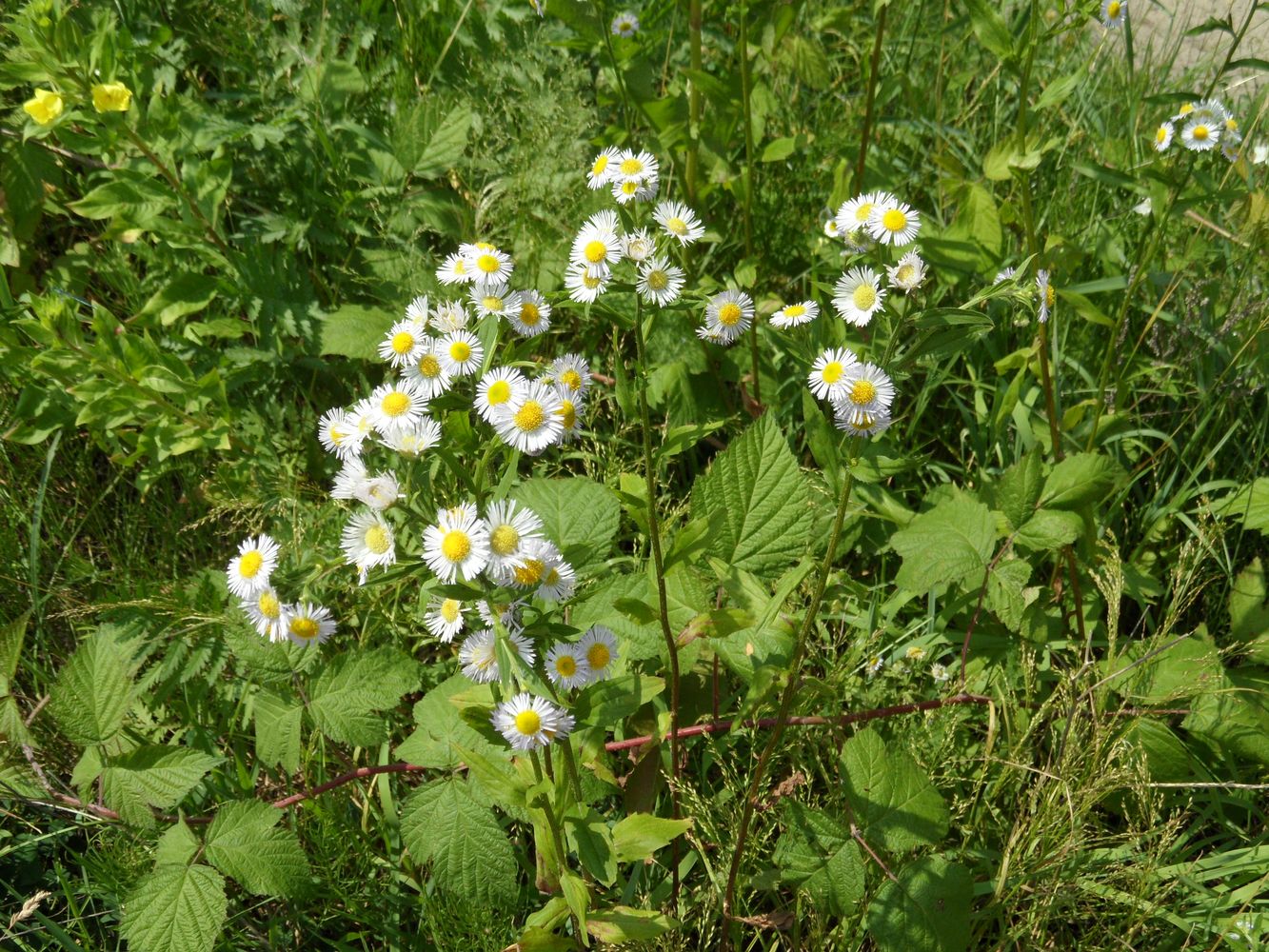 Изображение особи Erigeron annuus.