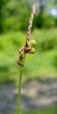 Carex vanheurckii