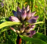 Gentiana macrophylla