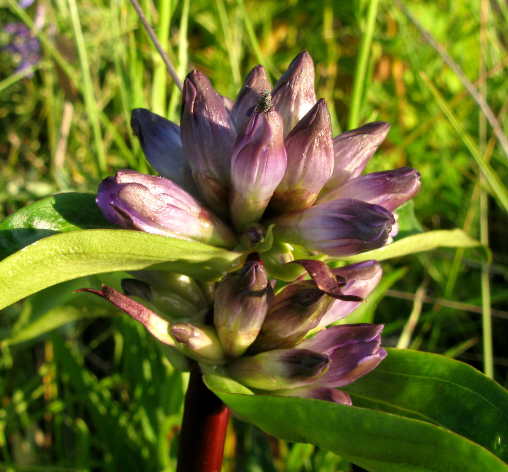 Image of Gentiana macrophylla specimen.