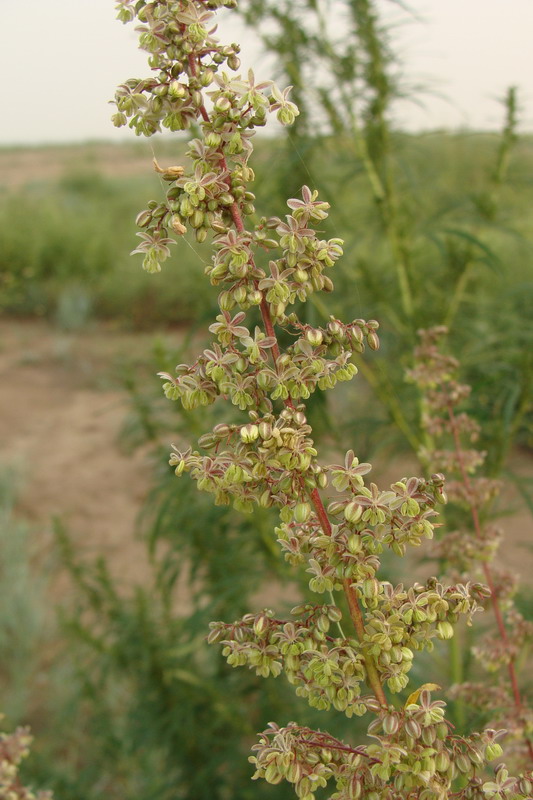 Image of Cannabis sativa var. spontanea specimen.