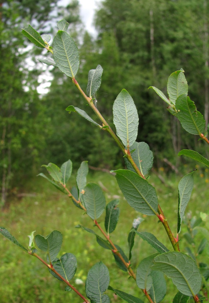 Изображение особи Salix bebbiana.