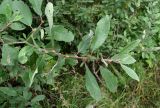 Salix cinerea