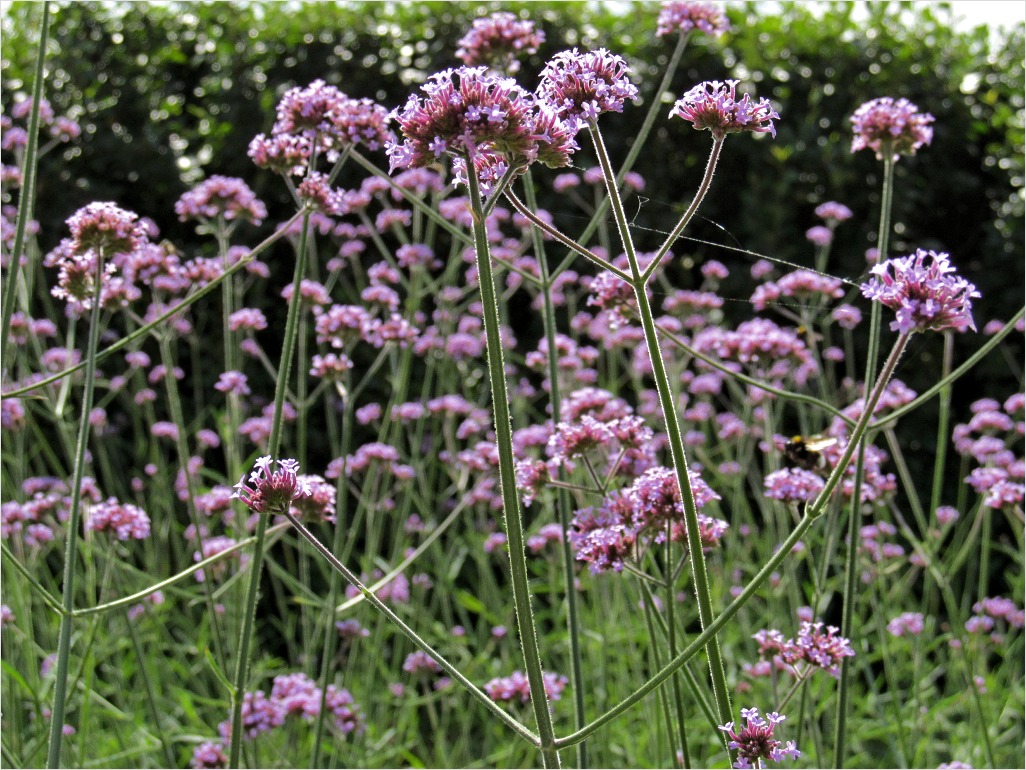 Изображение особи Verbena bonariensis.