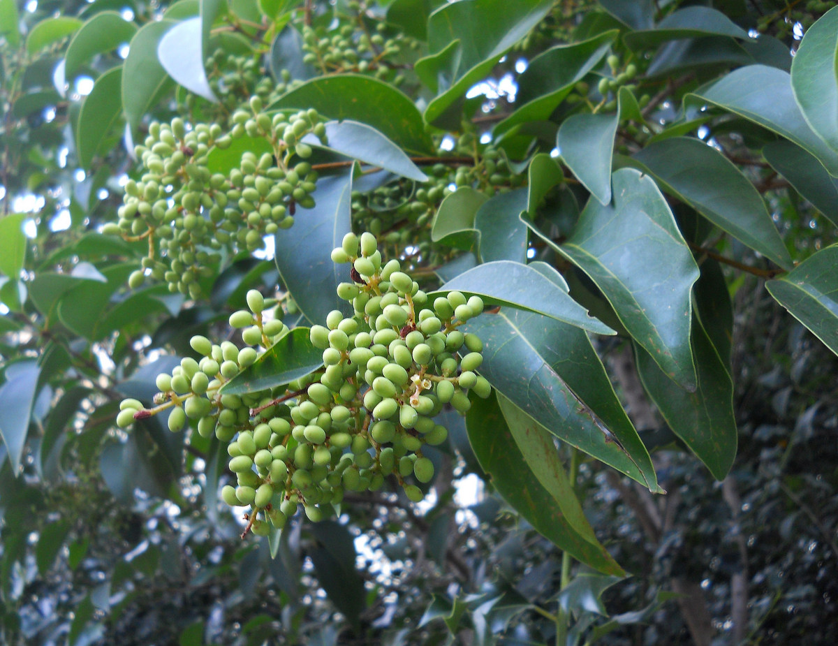 Изображение особи Ligustrum lucidum.