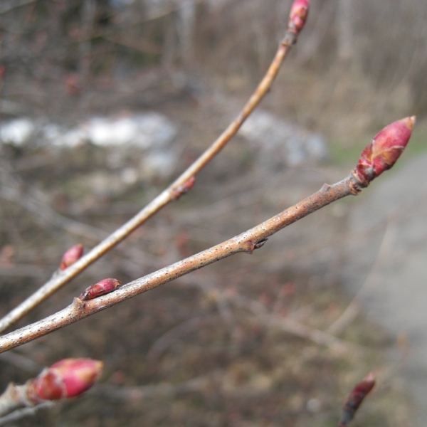Image of Ribes aureum specimen.