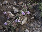 Thymus daghestanicus