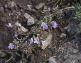 Thymus daghestanicus. Верхушка растения с соцветиями. Кабардино-Балкария, верховья р. Малка, урочище Джилы-Су, 2400 м н.у.м. 06.10.2012.