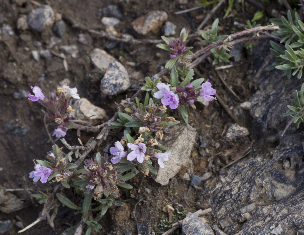 Изображение особи Thymus daghestanicus.