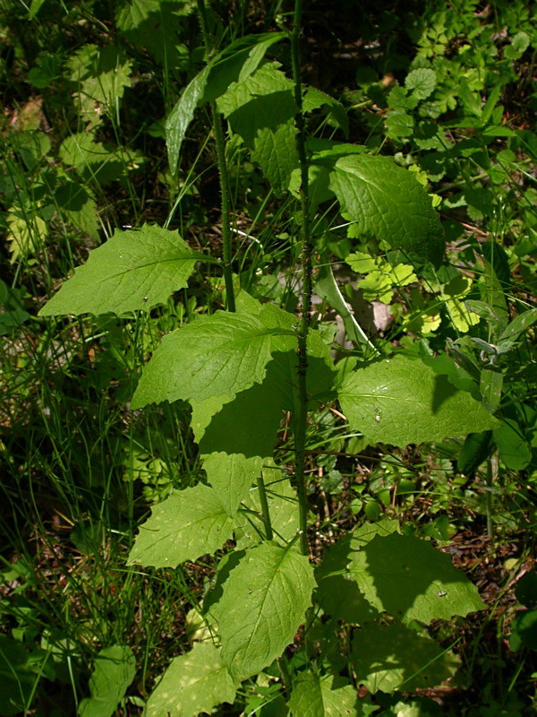 Изображение особи Lapsana communis.