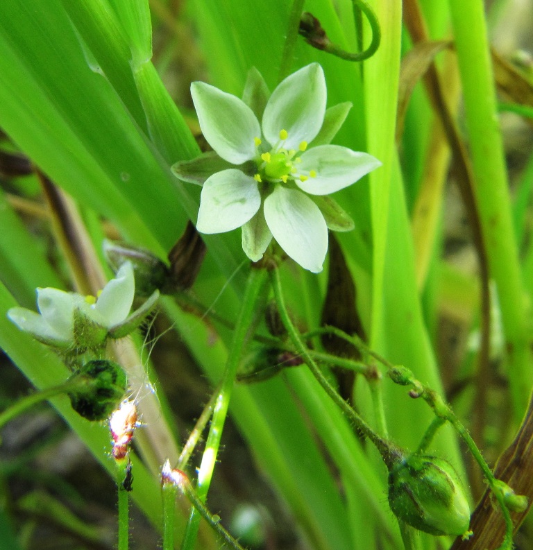 Изображение особи Spergula arvensis.