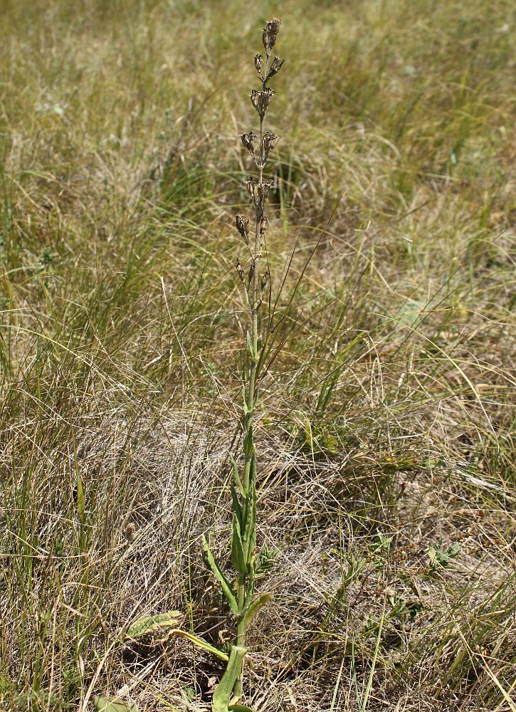 Image of Silene viscosa specimen.