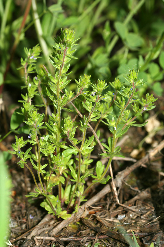 Image of Veronica verna specimen.