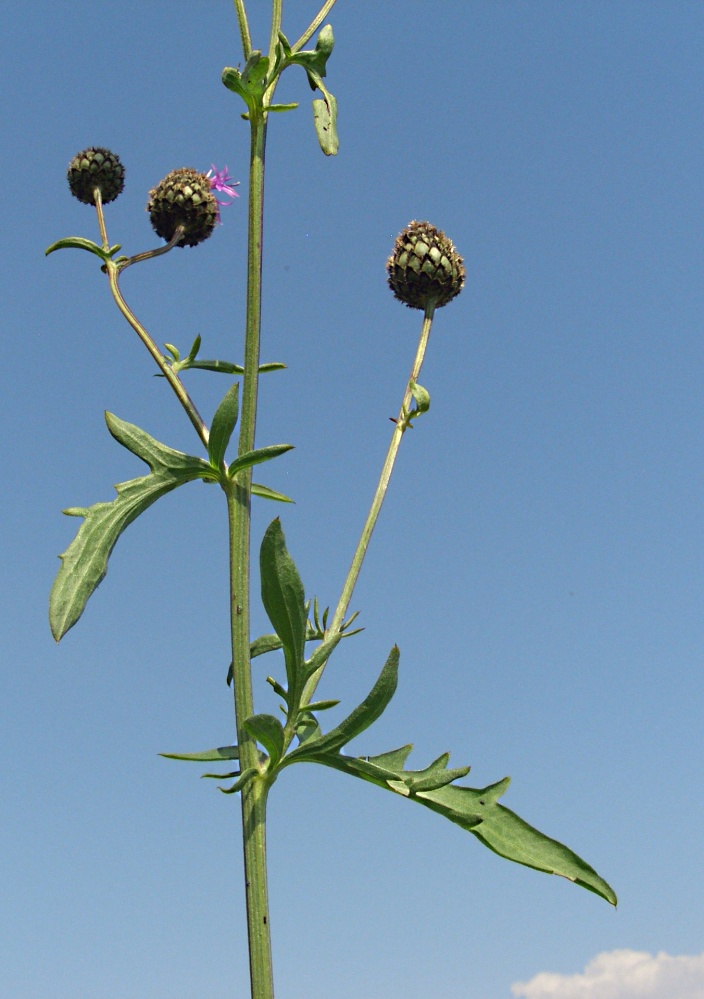 Image of Centaurea scabiosa specimen.