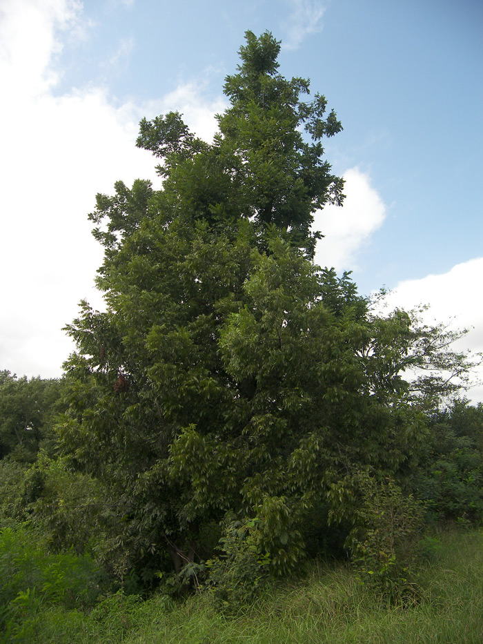 Изображение особи Carya illinoinensis.