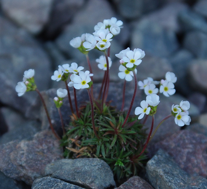 Image of Androsace darvasica specimen.