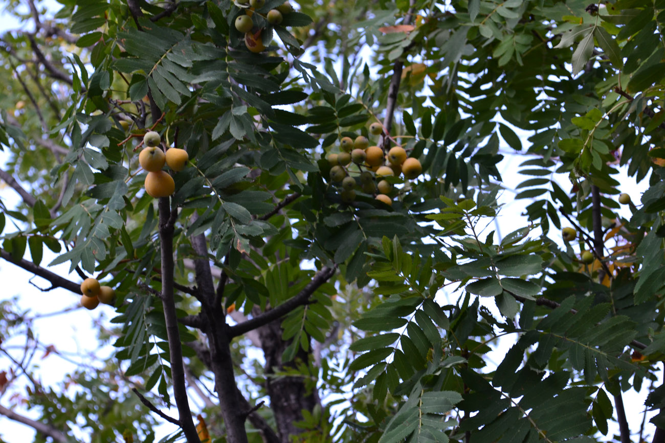 Image of Sorbus domestica specimen.