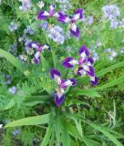 Iris versicolor