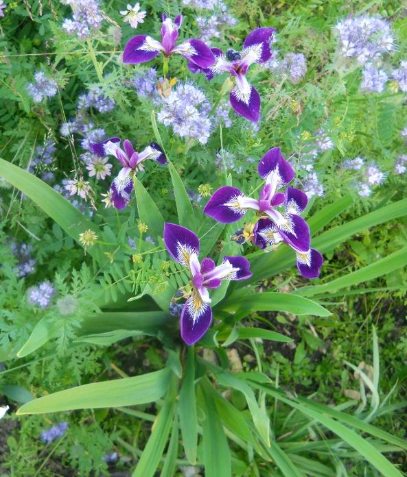 Изображение особи Iris versicolor.