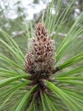 Pinus canariensis. Верхушка побега. Израиль, Северный Негев, лес Лаав. 23.01.2013.