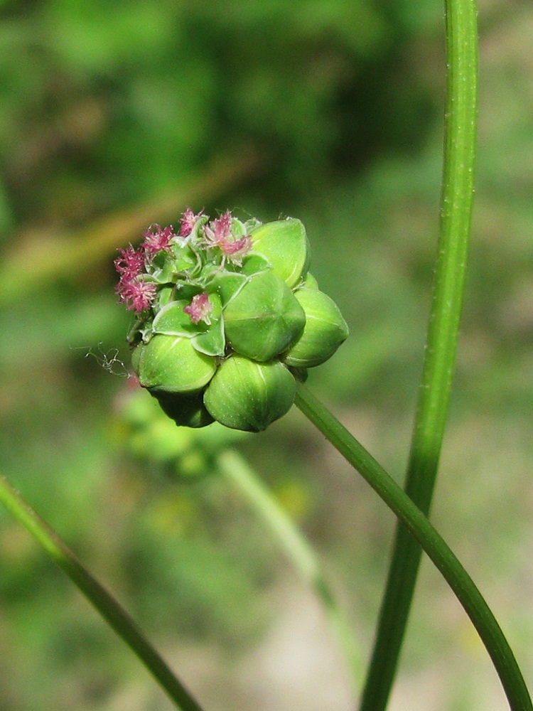 Изображение особи Poterium sanguisorba.