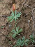 Eranthis longistipitata