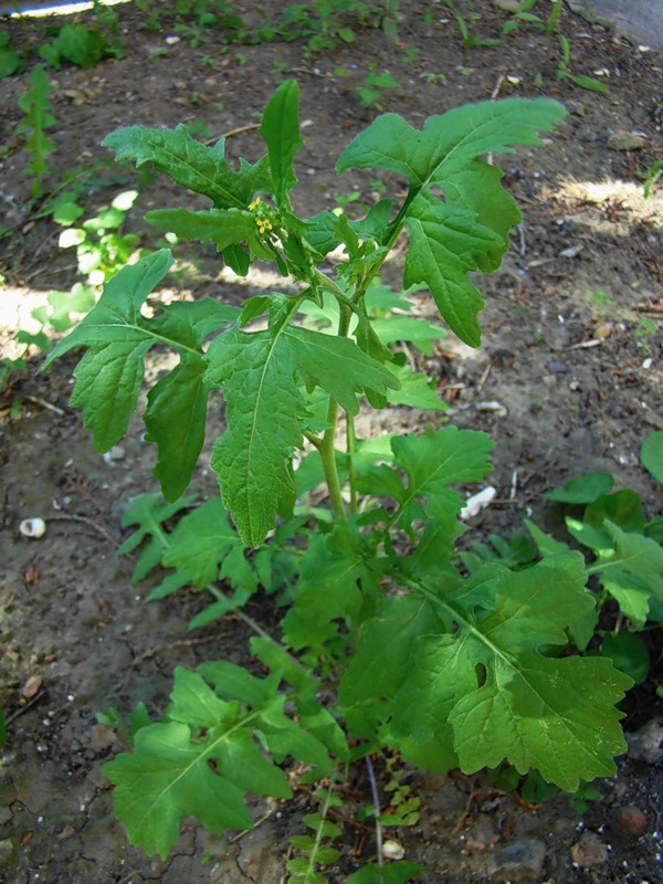 Image of Sisymbrium officinale specimen.