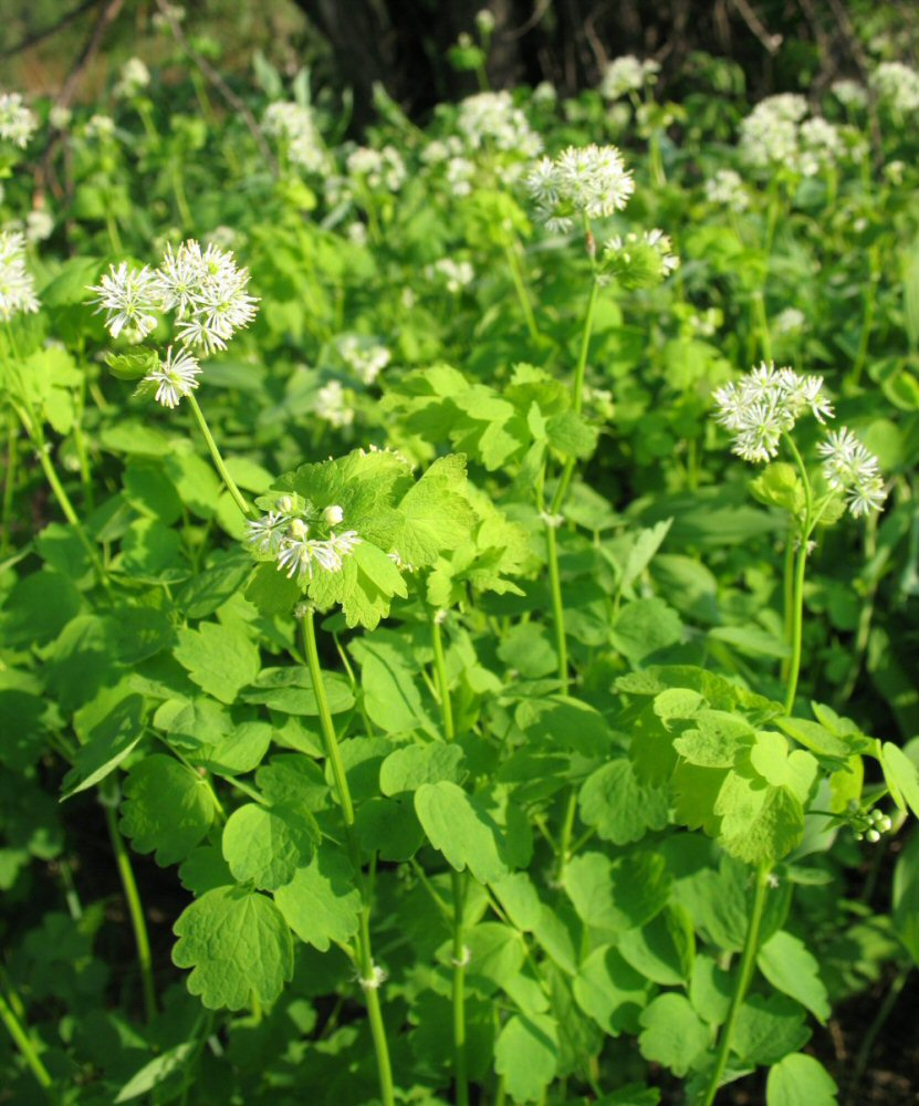 Изображение особи Thalictrum baicalense.