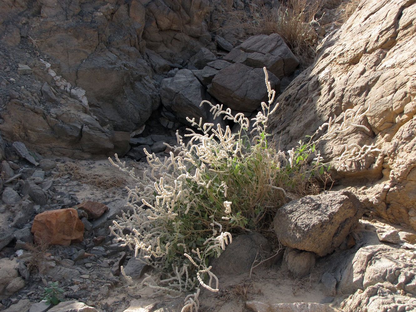 Image of Aerva javanica specimen.