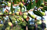 Myrtus communis. Часть побега с незрелыми плодами. Хорватия, Приморье - Горски Котар, г. Опатия, дендропарк. 07.09.2012.