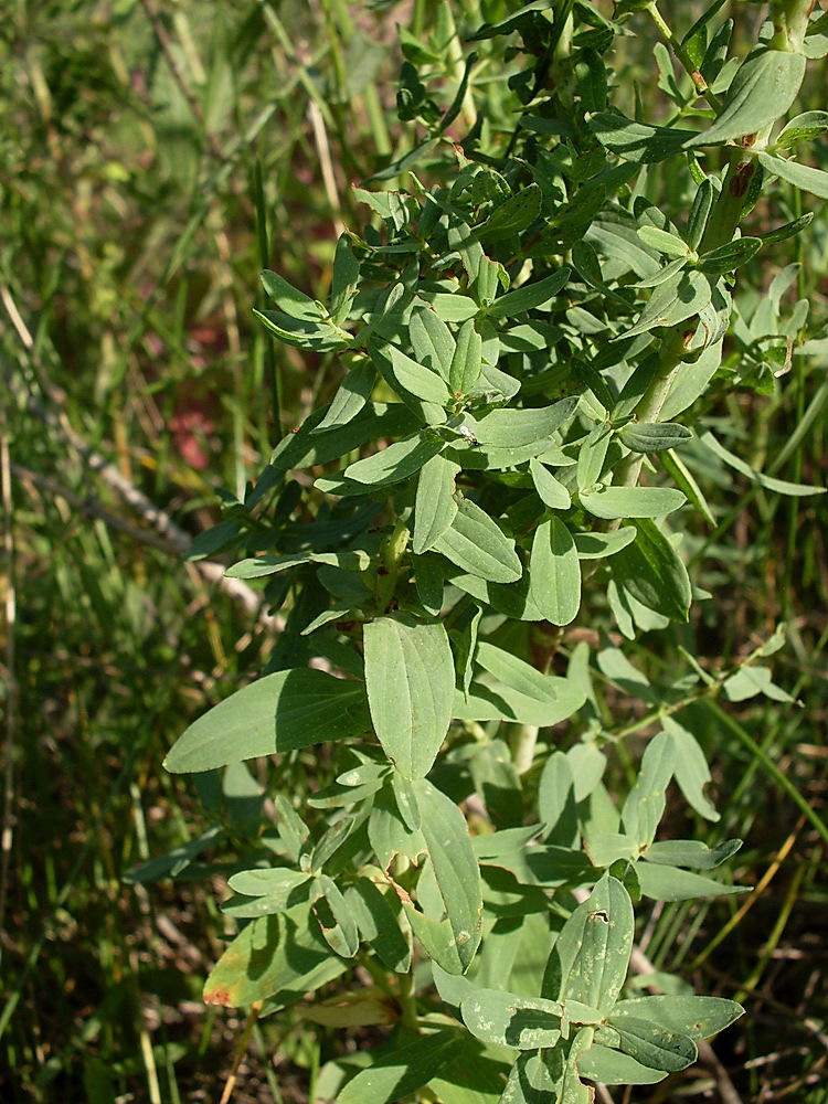 Image of Hypericum perforatum specimen.