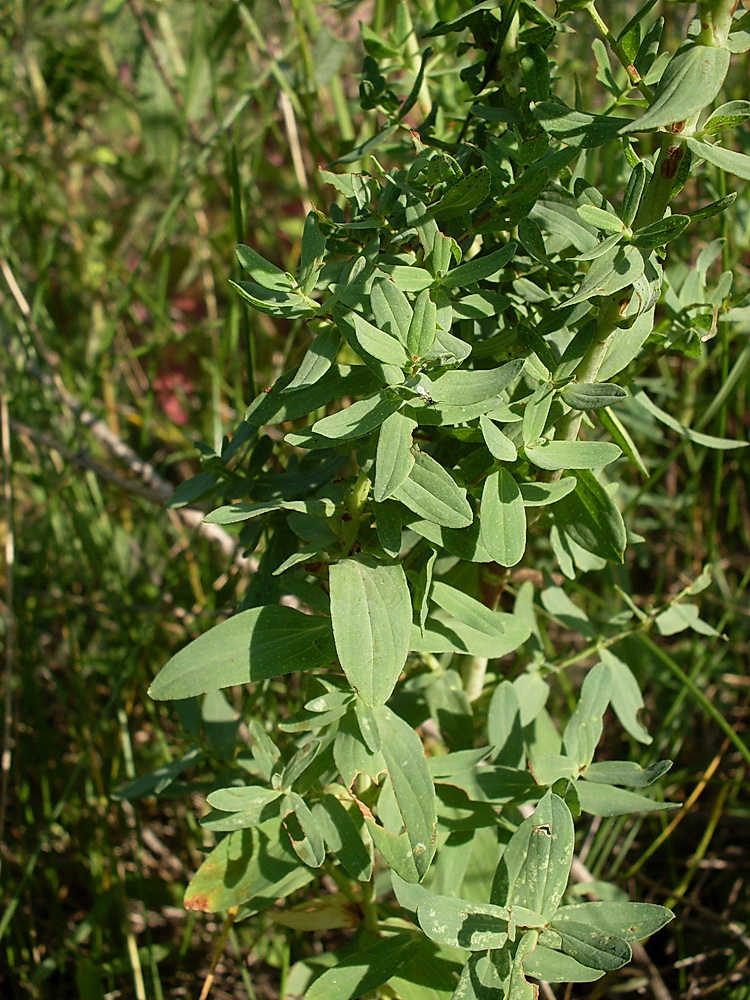 Изображение особи Hypericum perforatum.