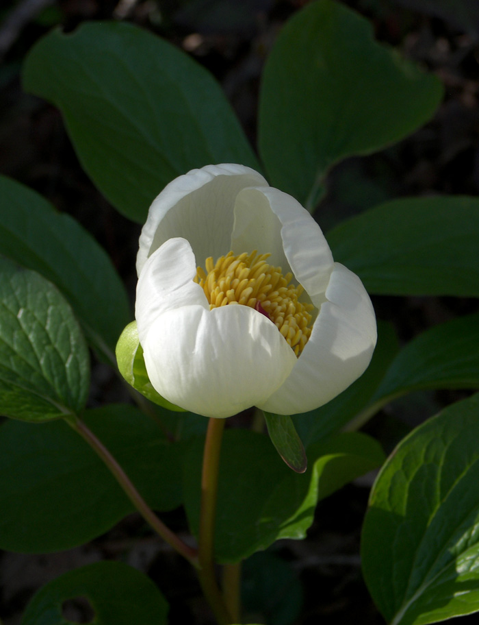 Image of Paeonia wittmanniana specimen.