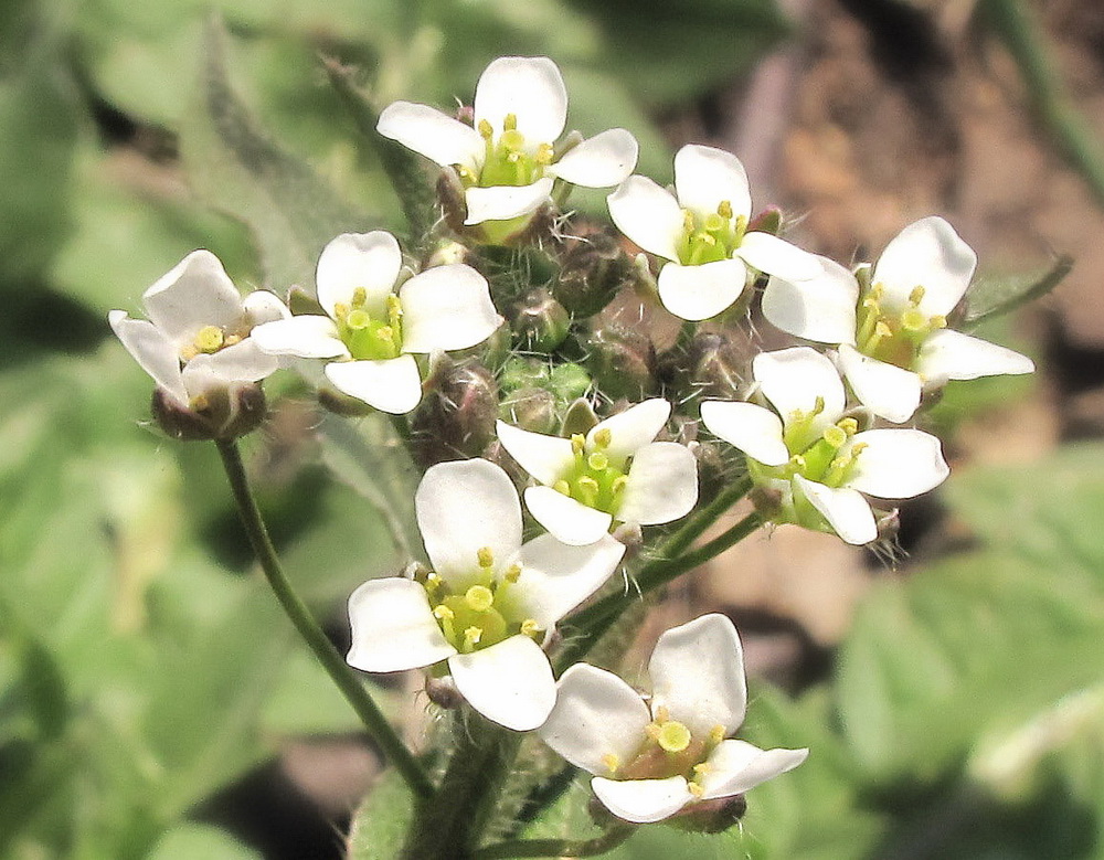 Image of Capsella bursa-pastoris specimen.