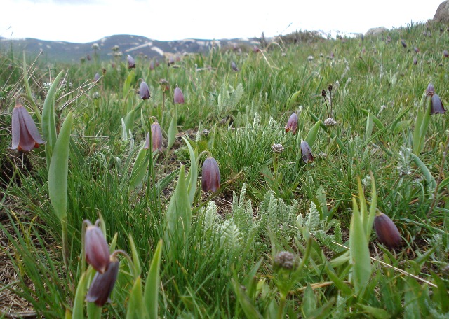 Image of Fritillaria pinardii ssp. hajastanica specimen.