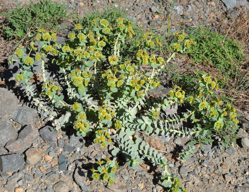 Изображение особи Euphorbia marschalliana.