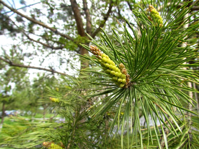 Изображение особи Pinus sylvestris.